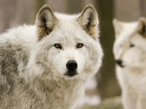 wolves, The look