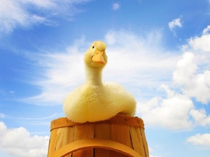 Sky, Bucket, Ducky, wood