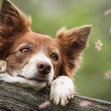 Wooden, board, background, Flowers, fuzzy, Border Collie, dog, flakes