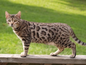 cat, Wooden, hand-rail, bengal