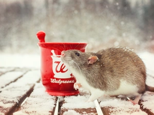 winter, Platform, rat, wooden
