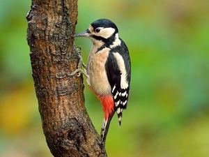 Woodpecker, Bird