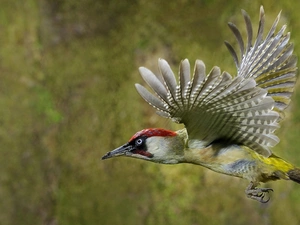 woodpecker, flight