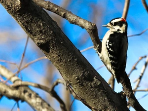 woodpecker, branch pics