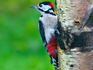 woodpecker, birch-tree