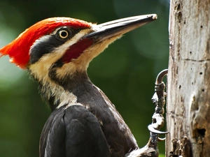 woodpecker, trees