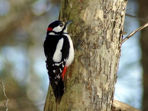 woodpecker, trees