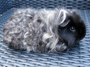 guinea pig, basket-work, basket, maritime