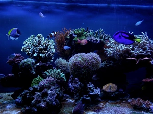 fish, aquarium, Underwater world