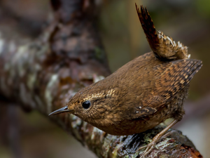 branch, Bird, Winter Wren