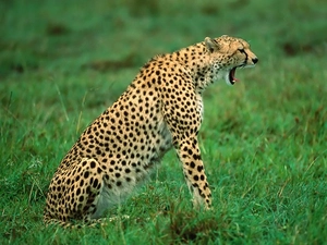 yawning, Cheetah