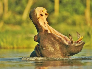 hippo, water, mouth, yawning