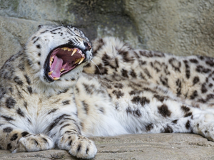 yawning, snow leopard