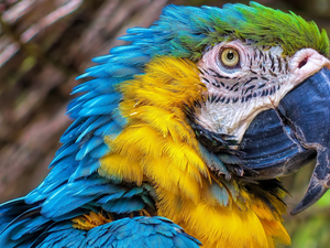 Bird, blue-and-yellow macaw, Head, parrot