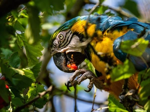 Bird, blue-and-yellow macaw, Leaf, parrot