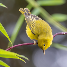 Twigs, Yellow, Bird, Warbler egret