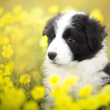 Yellow, Flowers, Border Collie, Meadow, Puppy