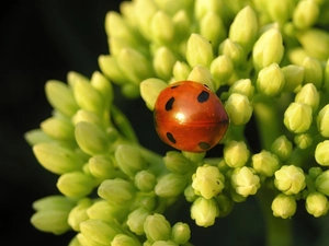 Colourfull Flowers, ladybird, Yellow