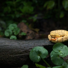 convoluted, Snake, Leaf, Yellow