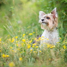 dog, Yellow, Flowers, Yorkshire Terrier