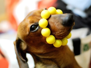 dog, Yellow Honda, wristlet, dachshund