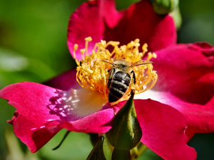 rods, bee, Briar, Yellow, red hot