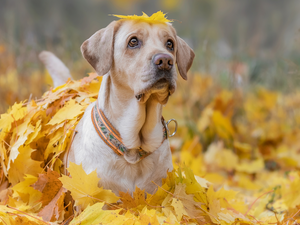 dog, Yellow, Leaf, Labrador Retriever