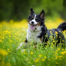 Bernese Mountain Dog, Yellow, Flowers, Meadow