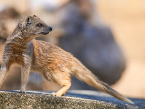 Stone, Yellow Mongoose, Yellow Mongoose