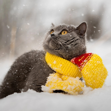 Scarf, British Cat, Yellow