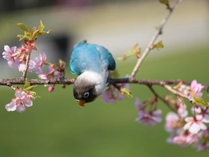 Yellow-collared lovebird, little parrot, Flowers, Spring, twig, Blue