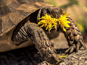 turtle, Flower, puffball, Yellow