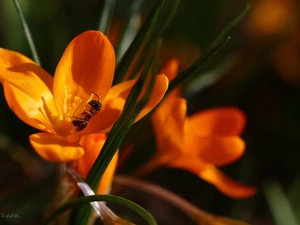 Colourfull Flowers, Spring, Yellow, crocus, wasp