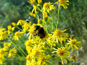 Wildflowers, Flowers, dumbledor, Yellow