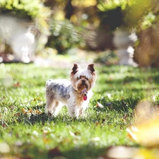 York Terrier, grass