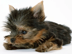 York, minikin, Puppy