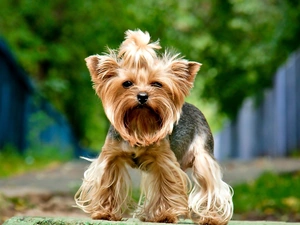 Yorkshire Terrier, dog