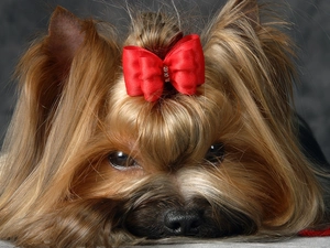 Yorkshire Terrier, Loop