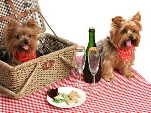 basket, picnic, puppies, Yorkshire Terrier, Two cars