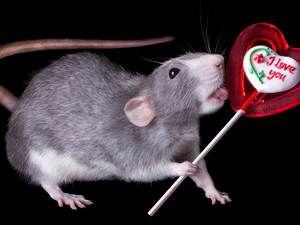 text, I love you, Lollipop, Heart, rat