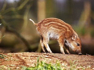young, Boar