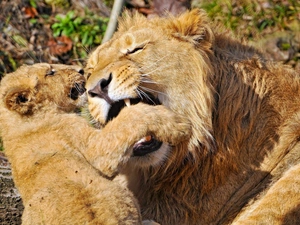 Two cars, mother, young, lions