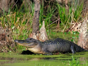 young, Crocodile