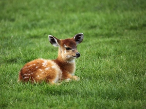 young, deer