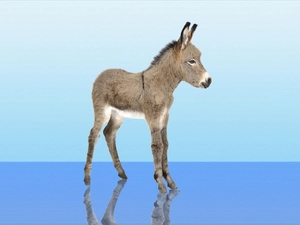 young, Donkey