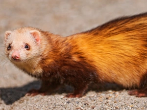 young, ferret