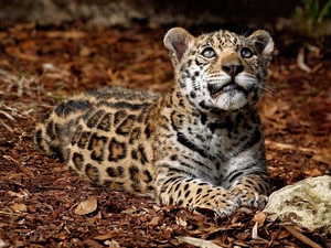 young, Jaguar