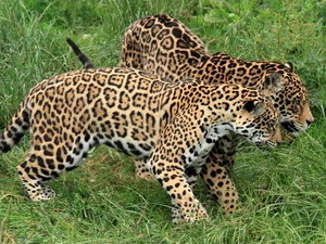young, Jaguars
