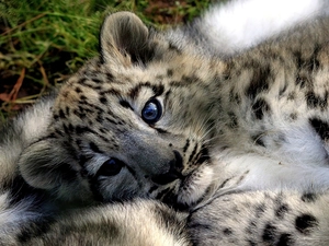 young, snow leopard