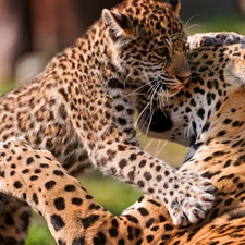 leopardess, young